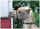 25ste Wijkfeest Slangenbeek Zondag